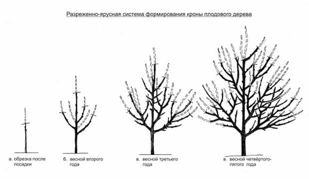 обрезка плодовых деревьев