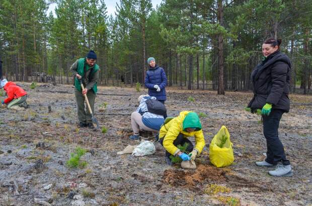 «Аллею добра» посадят в Воронежской области