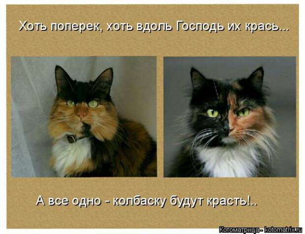 Лучшие котоматрицы недели (50 фото)