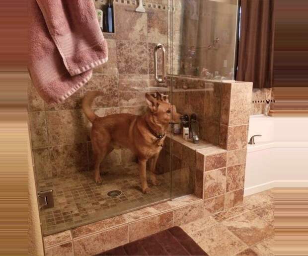 Смешные собаки, которые просто хотят быть ближе к хозяину