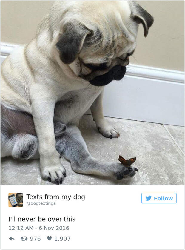 Самые милые твиты о собаках, которые доведут вас до слёз от смеха!