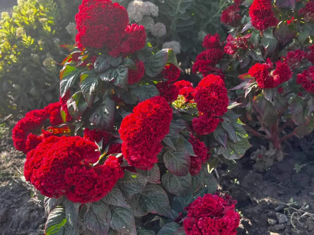 Не сажайте бархатцы где попало: 4 места на участке, где яркие цветы превращаются во врагов урожая