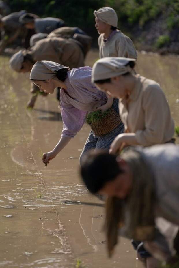 Kyunghee wearing a headscarf works planting in a field of water