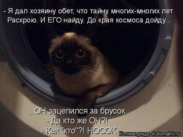 Забавные животные (50 фото)