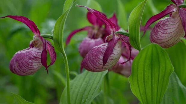 В Новосибирской области расцвели редкие дикие орхидеи