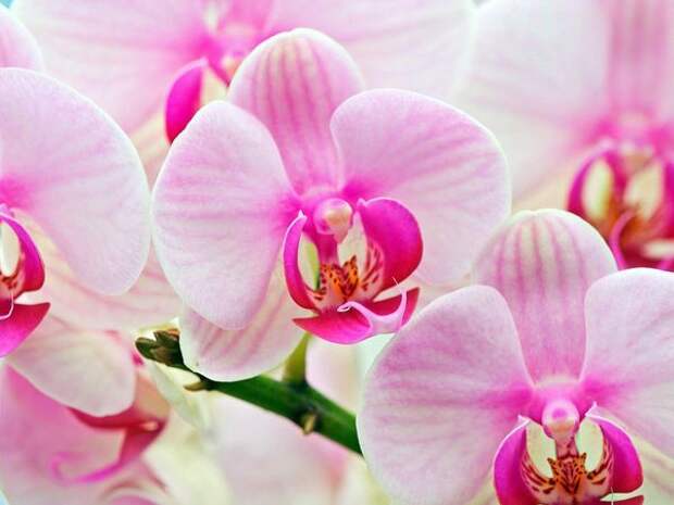 При правильном уходе орхидея будет радовать своей красотой