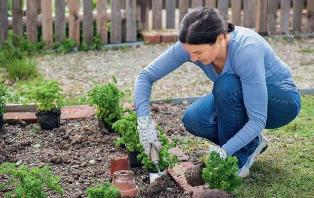 Оригинально обрамить грядку поможет кудрявая петрушка. По периметру огорода можно высадить уже взрослые растения или посеять семена ранней весной.