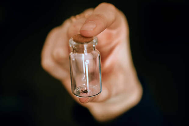 Клещи открывают сезон прививок.