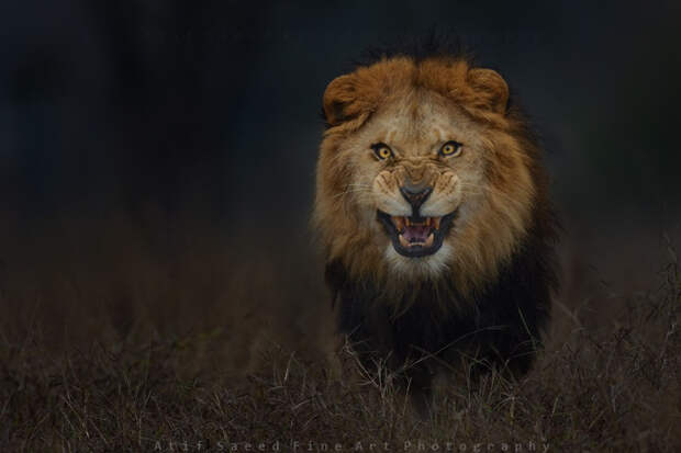 Призрак и тьма. Автор фото: Атиф Саид 500px, дикая природа, животные, красиво, фотографии