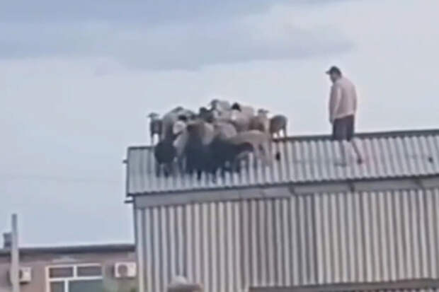 В Омской области стадо овец забралось на крышу сеновала и не смогло спуститься