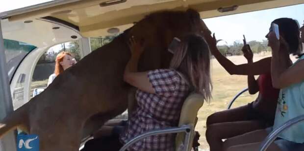 Image result for Lion Climbed Into A Bus Of People Because It Wanted To Be Petted