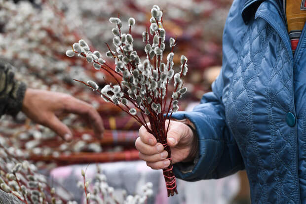 На Таганае верба распустилась на 11 дней раньше срока