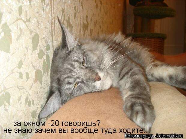 Котоматрица: за окном -20 говоришь? не знаю зачем вы вообще туда ходите...