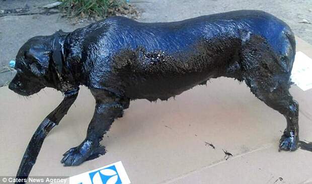 В Аргентине полицейские спасли обмазанную смолой собаку