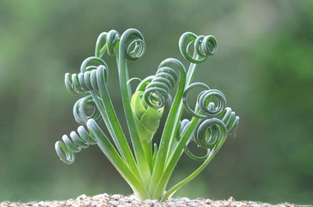 Альбука спиральная (Albuca spiralis). © rareplant   