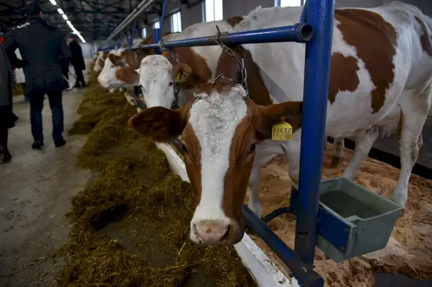 Союз труда и ответственности. Как в алтайском селе за шесть лет построили успешный агрокомплекс