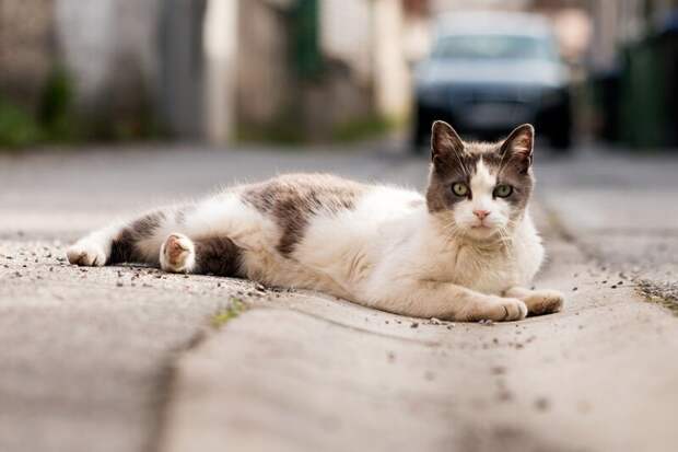 Так милы сердцу дворовые коты братья наши меньшие, город, кот, кошка, уличные животные, уличные кошки, эстетика