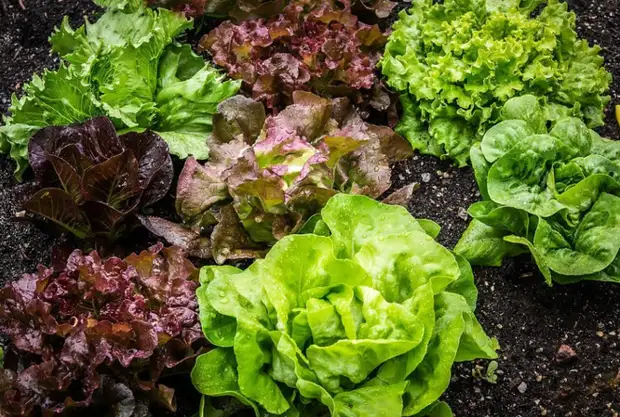 «Землю не должно продавать навсегда, ибо Моя земля: вы пришельцы и поселенцы у Меня»