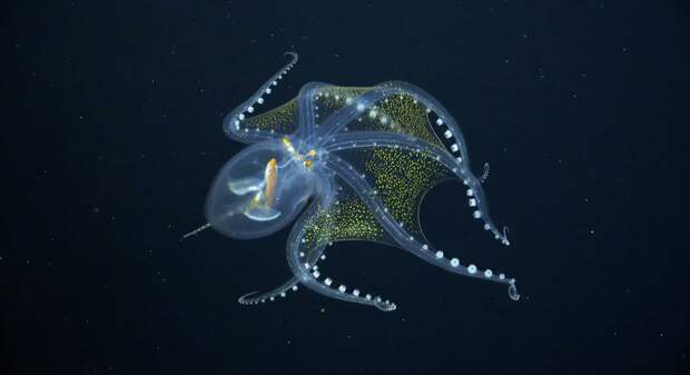 6 сюрреалистических видов новых и редких глубоководных существ