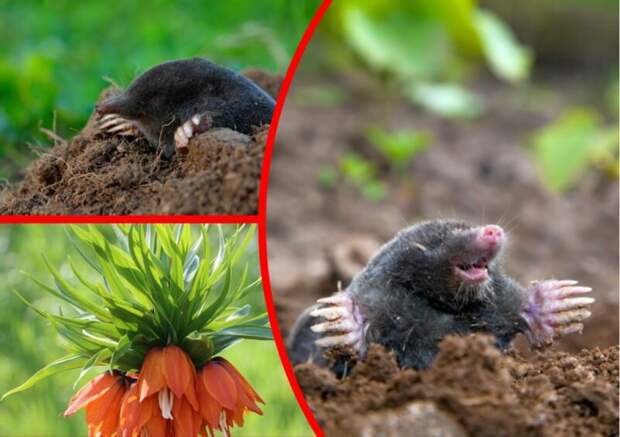 «Перепаханный» кротами огород — зрелище не из приятных. у меня есть несколько способов избавления от этих вредителей