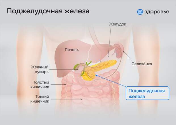 Схема расположения поджелудочной железы