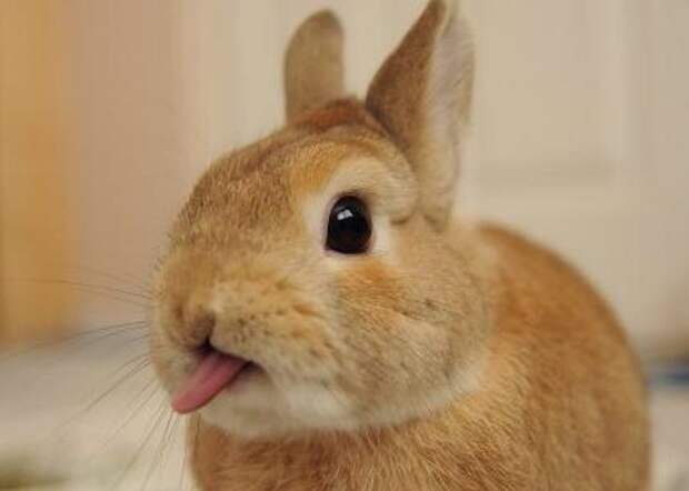 Забавная история про кролика с неожиданным сюрпризом… Кто бы мог подумать?!