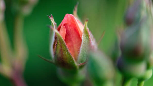 Чем занимаются растения в течение дня