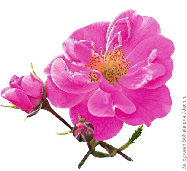 Почвопокровная Bienenweide Rosa