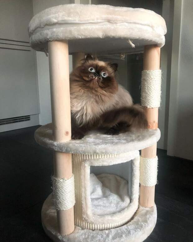 7 угарных фото кота, который похож на вампира