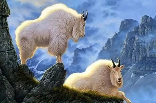 Какими разными и красивыми бывают козочки (ФОТО)