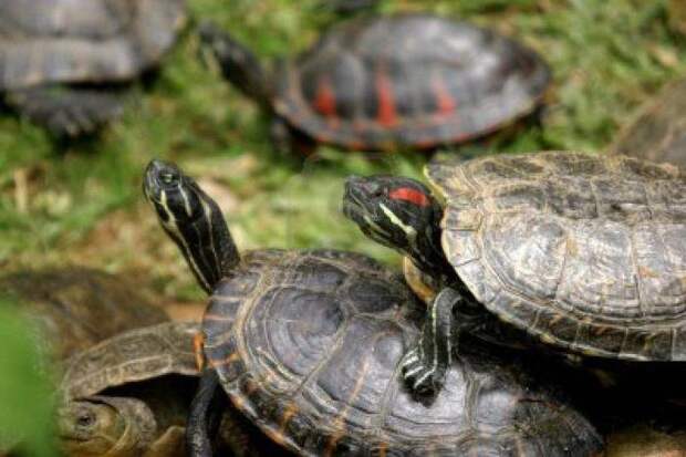 О том, как спариваются черепахи сухопутные и красноухие