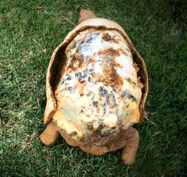 Травмированная черепаха получила первый в мире панцирь, напечатанный на 3D-принтере 3d принтер, панцирь, черепаха