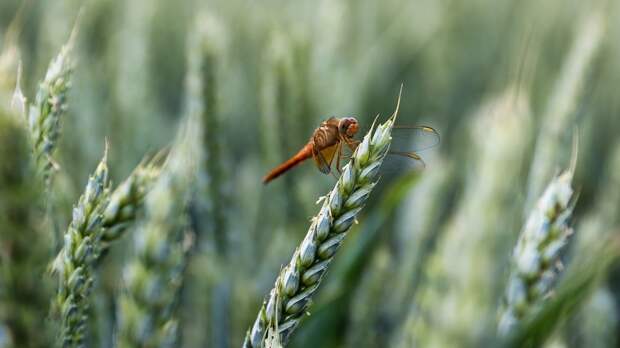 «Известия»: непогода может сорвать посевную яровых в России