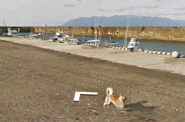 В Японии собака проследовала за автомобилем Google Street View, забавно «испортив» каждую сделанную им фотографию google street view, животные, кадр, собака, юмор