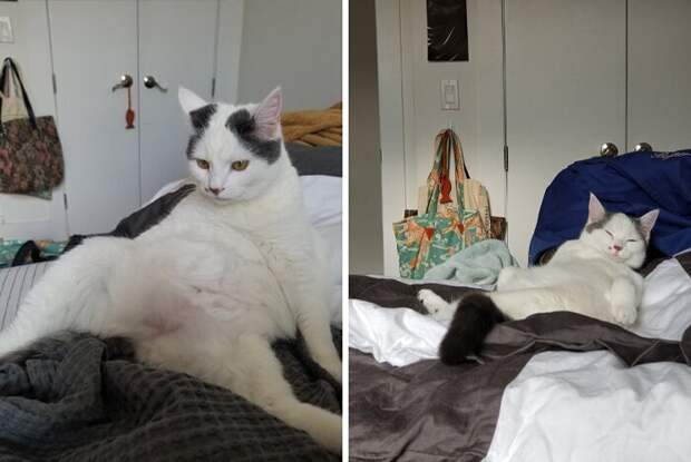 Кошки, которые научились вести себя как люди