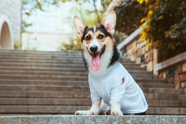 Утепляются все: как правильно подобрать одежду домашним животным Утепляются все: как правильно подобрать одежду домашним животным