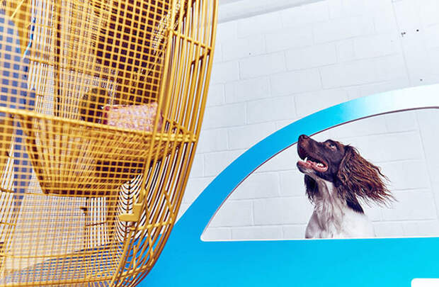 Запах старых ботинок и миска для еды вместо ванны: современное искусство для собак