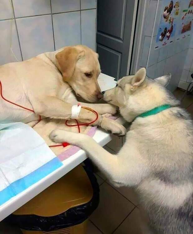 В ветклинике есть терапевтическая собака, которая успокаивает пациентов во время лечения