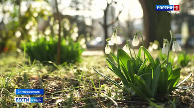 Что цветёт в Ботаническом саду имени Николая Багрова в феврале?