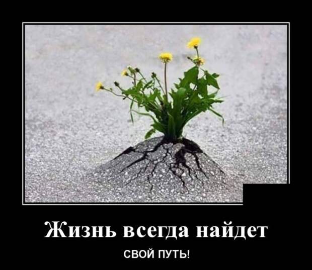Демотиваторы (30 фото)