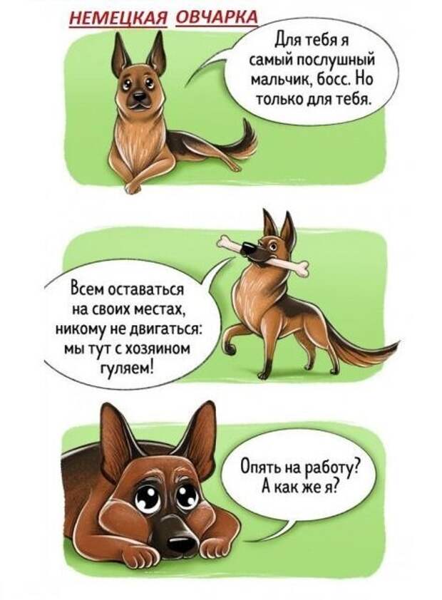 Весёлый гид по породам собак Породы собак, особенности пород, собаки, юмор