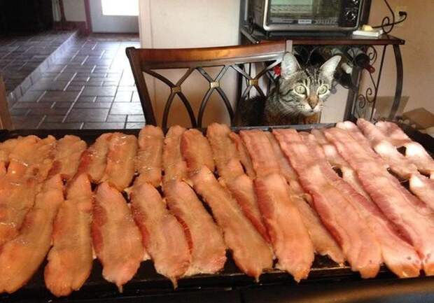 30 веселых фотографий с животными 30 веселых фотографий с животными