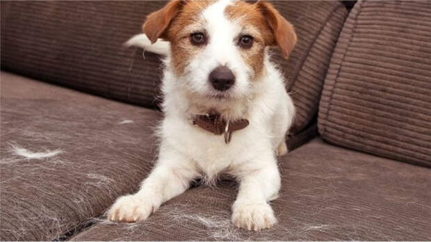 Садитесь на диван к нашему сыночке Полкаше! / Фото: reddit.com