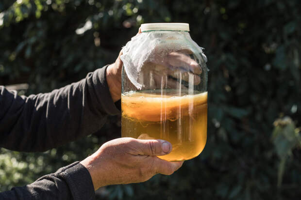 Эндокринолог Атаманова: чайный гриб помогает восстановить микрофлору кишечника