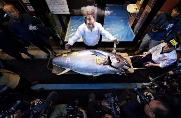 Голубой тунец весом 276 килограммов и ценой просто космос