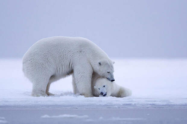 Белые медведи на закате Аляски. Фотограф Sylvain Cordier
