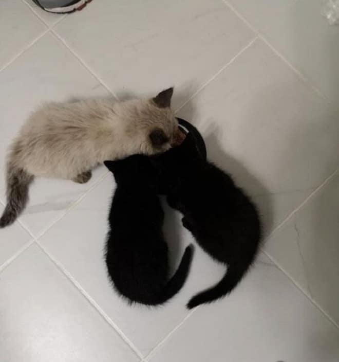 Котята у миски Три котенка