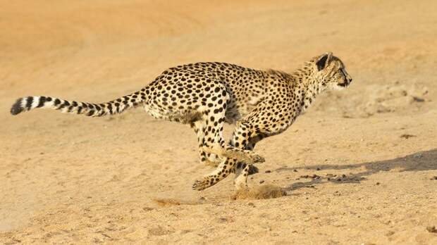 Самые быстрые животные в мире: слепень, клещ, вилорог