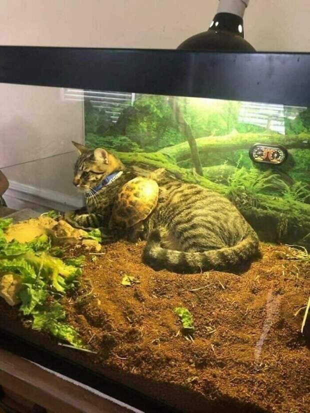 Котики, которые находятся в самых неожиданных местах
