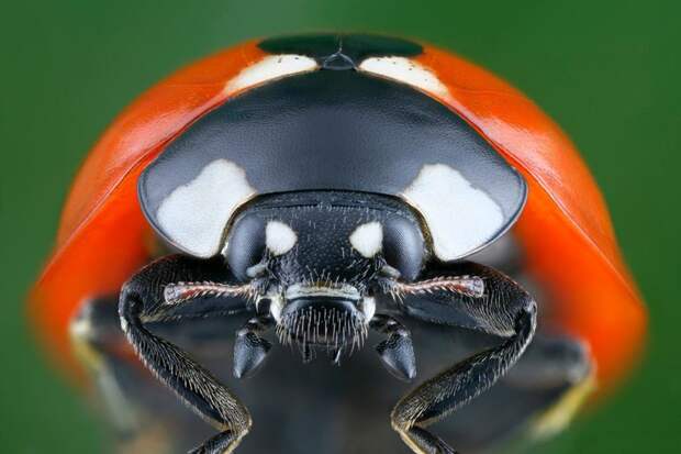 Суперхищники. Coccinellidae животные, факты